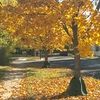 greenisthecolor